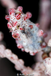 Pygmee sea horse by Rudy Janssen 